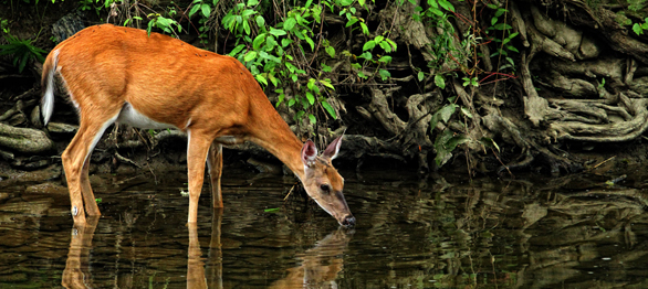 deer-drinking